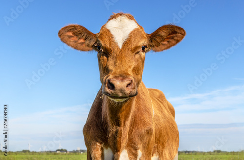 Red cow heifer front view, cute calf face and blue background