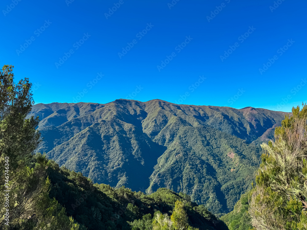 Panoramic view of lush fresh green mountains and hills seen from subtropical Laurissilva forest Fanal, Madeira island, Portugal, Europe. Idyllic trail along laurel trees. Dense diversified fauna