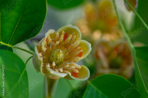 Liriodendron tulipifera beautiful ornamental tree in bloom, American tulip tree tulipwood flowering, flower on the branch photo