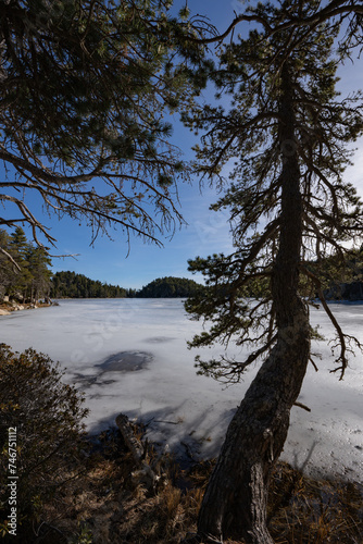 tree on the frozen lake