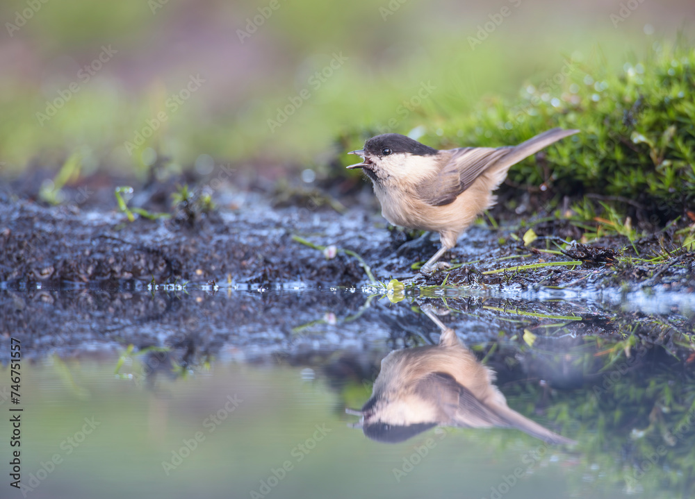 Obraz premium Weidenmeise Parus montanus
