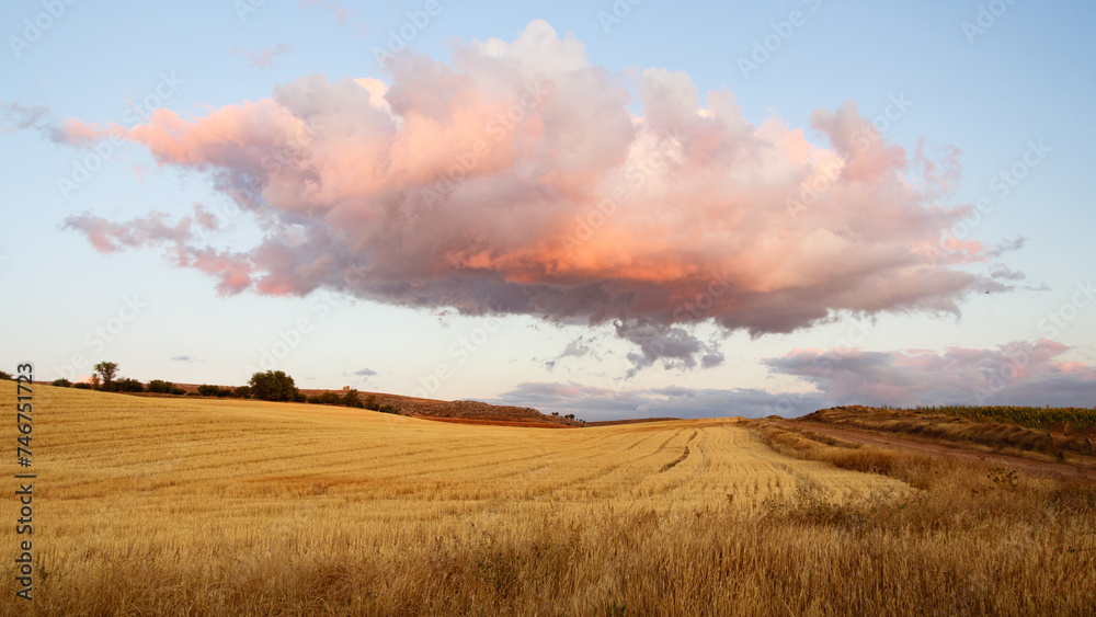 Lone cloud over a wheat field at sunset