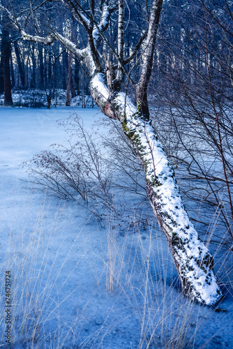 A tree covered with snow hanging over a frozen lake, in Oisterwijk, The Netherlands. photo