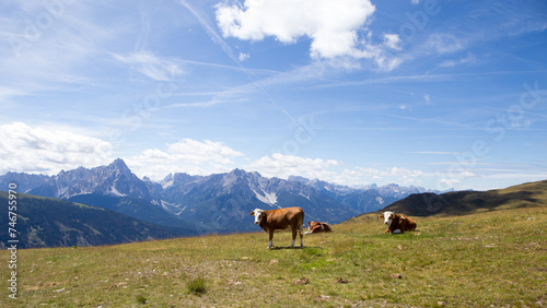 Kühe in Osttirol