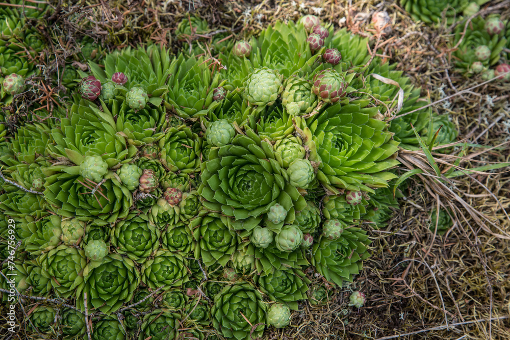 A cluster of sempervivum cones in the wild. A cluster of sempervivum cones in the wild.