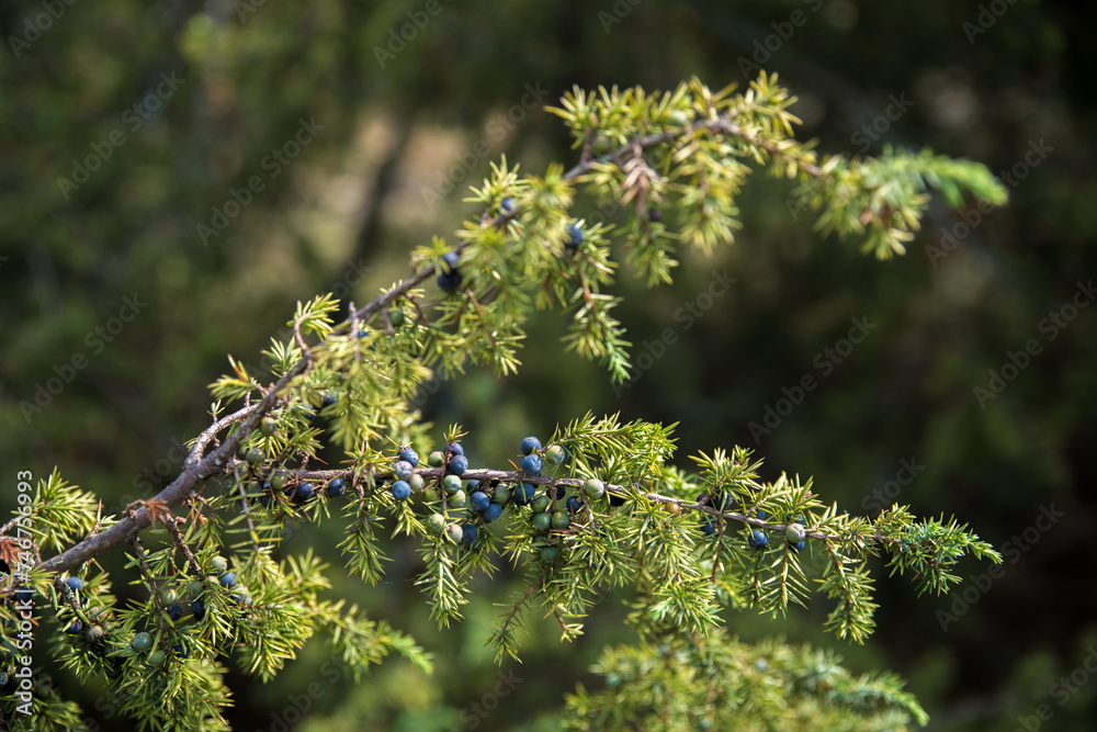 Juniper berries on a branch close-up. Juniper berries on a branch close-up.