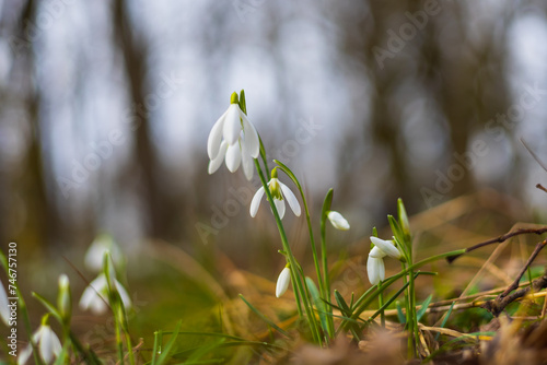 Snowdrop - Galanthus nivalis first spring flower. White flower with green leaves. © Roman Bjuty