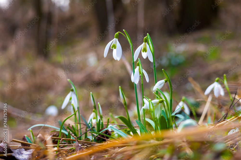 Fotografie Snowdrop - Galanthus nivalis first spring flower