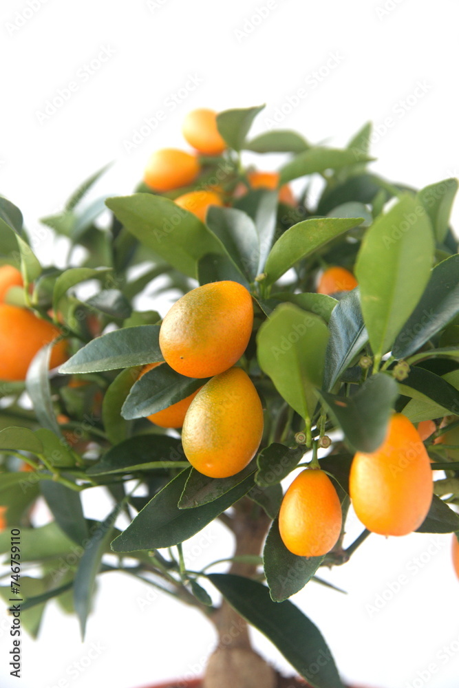  Kumquat tree,  with orange fruit, fortunella margarita, ornamental houseplant native to Southern China