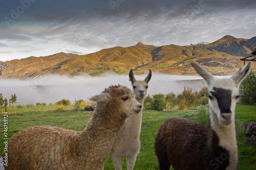 lama e alpaca nel paesaggio