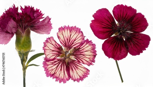 pressed and dried flowers forest carnation isolated on white background for use in scrapbooking floristry or herbarium