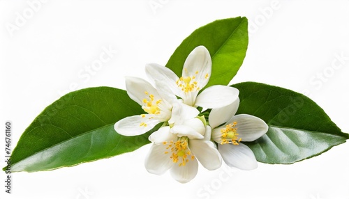 orange blossom branch with white flowers buds and leaves isolated transparent png neroli citrus bloom © Seamus