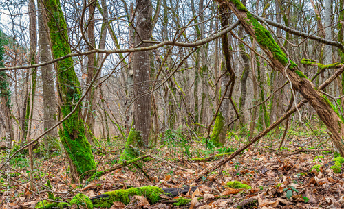 Paysage de sous-bois dans une forêt en hiver avec des feuilles mortes et de la mousse vert sur les arbres. 