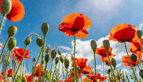 flowering red corn poppies with green buds and capsules from below against the blue white sky selective focus