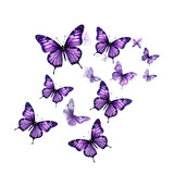 Soaring purple butterflies isolated on white or transparent background