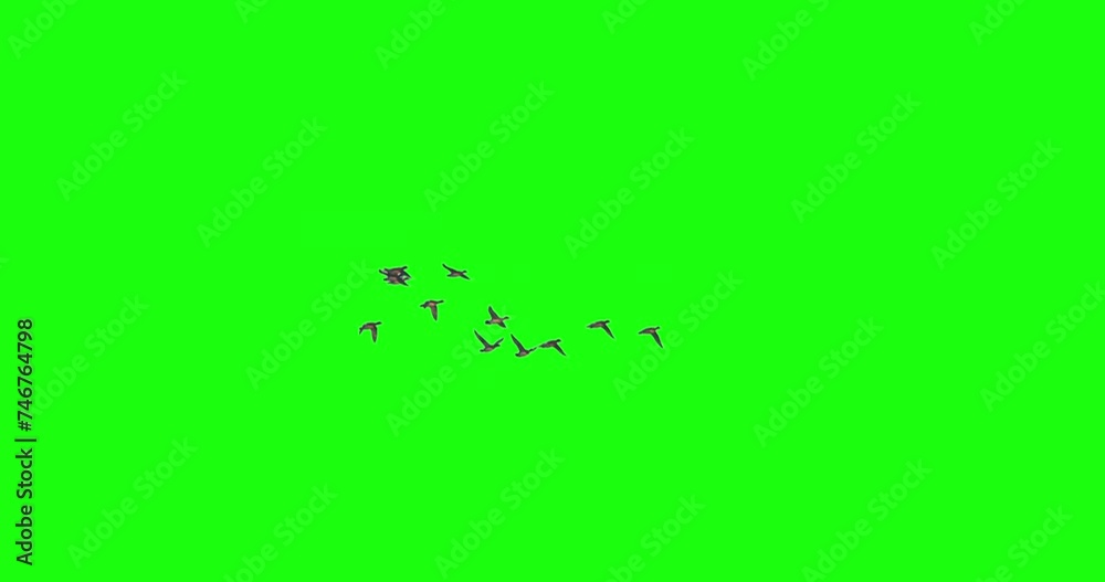 Flock of duck birds flying green screen slow motion
