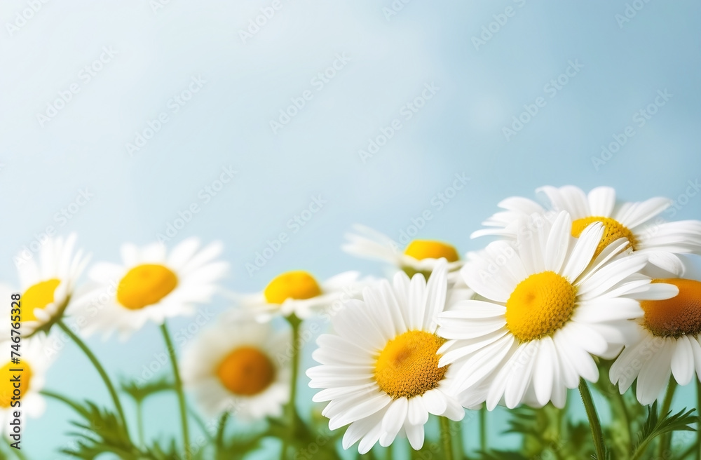 Chamomile (Matricaria recutita), blooming spring flowers on a blue background, close-up, selective focus, with space for text