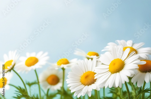 Chamomile (Matricaria recutita), blooming spring flowers on a blue background, close-up, selective focus, with space for text © Нина Кулагина