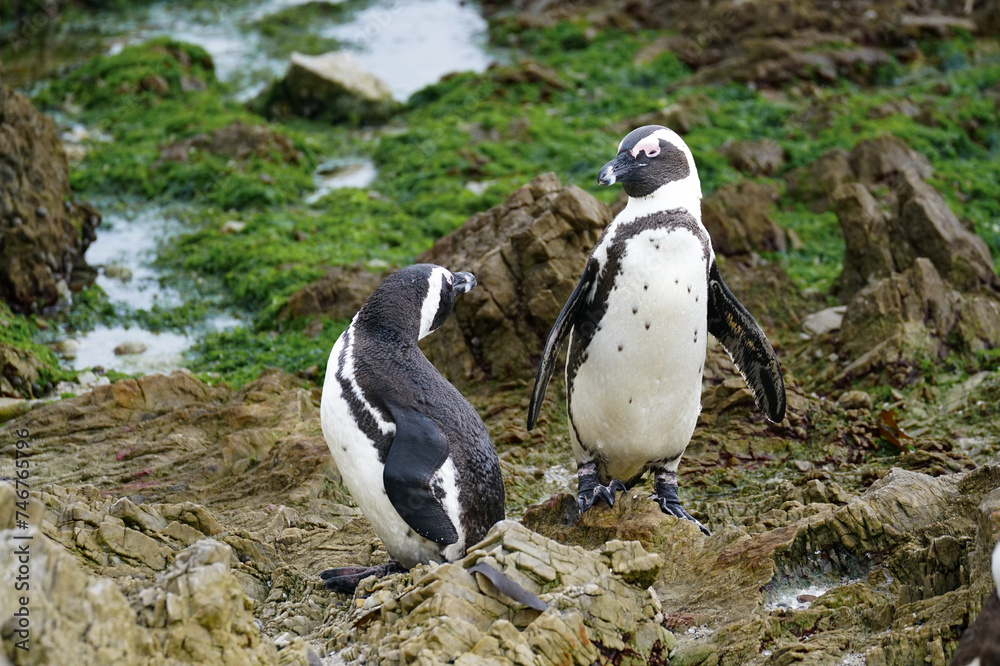 Fototapeta premium Two cape penguïns on the rocks at Betty Bay, South Africa 