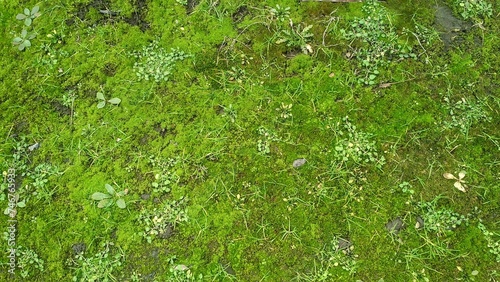Moss litter appears from under the snow in early spring photo