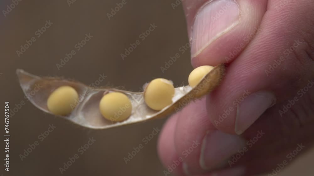 Close up of hand holding soy bean Close up of hand holding soy bean