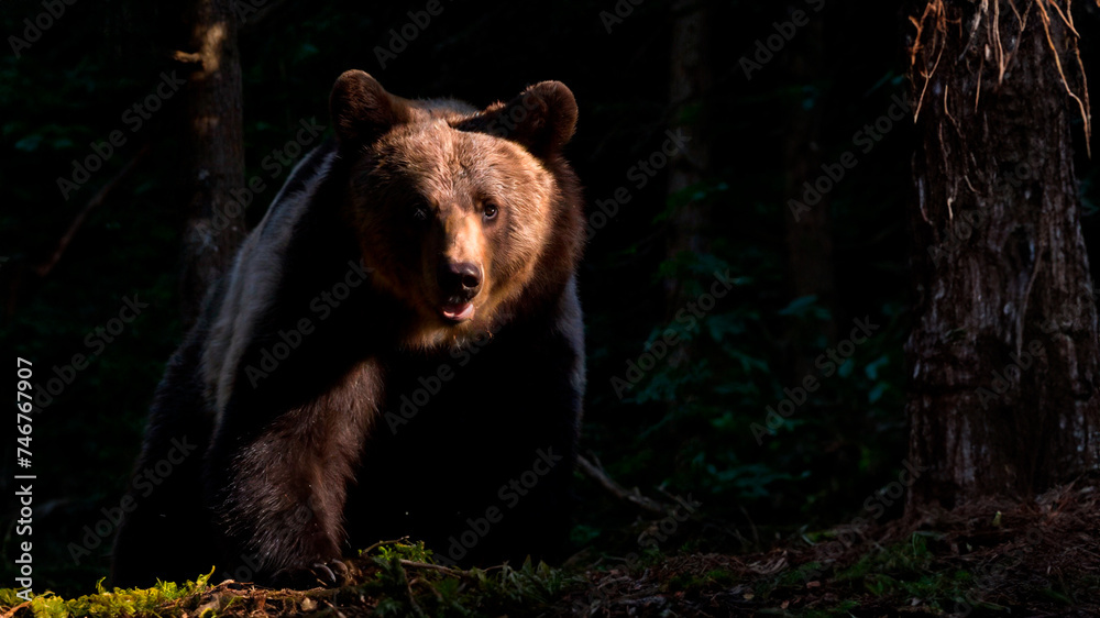 Fototapeta premium Majestic Slovenian Bear In Tranquil Forest Setting Strong and lonely slovenian bear walking in its natural forest habitat.