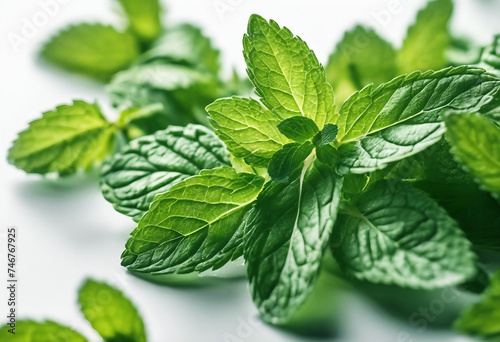 Fresh mint leaves isolated on white background close up