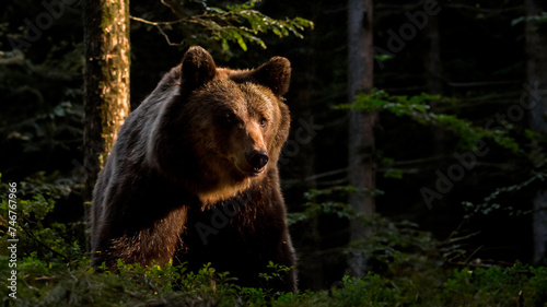 Majestic Slovenian Bear In Tranquil Forest Setting Strong and lonely slovenian bear walking in its natural forest habitat.