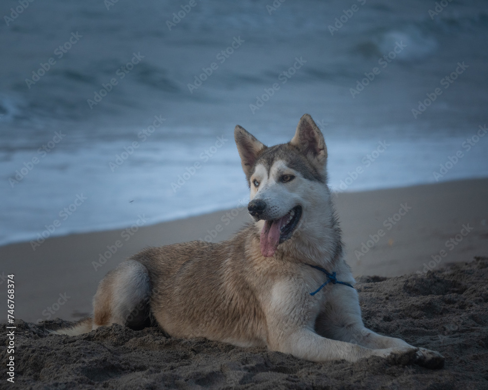 Dog smiling at the beach Dog smiling at the beach