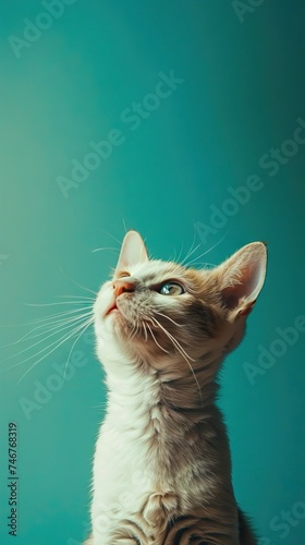 Handsome young Maine Coon cat, sitting up. Looking dreamy beside camera. Isolated on turquoise blue solid background. AI generated illustration