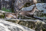 Male mountain ibex or capra ibex on a rock living in the European alps