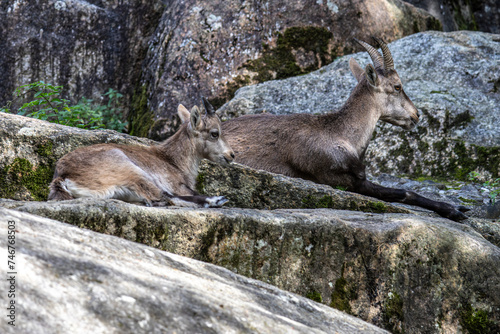 Male mountain ibex or capra ibex on a rock living in the European alps