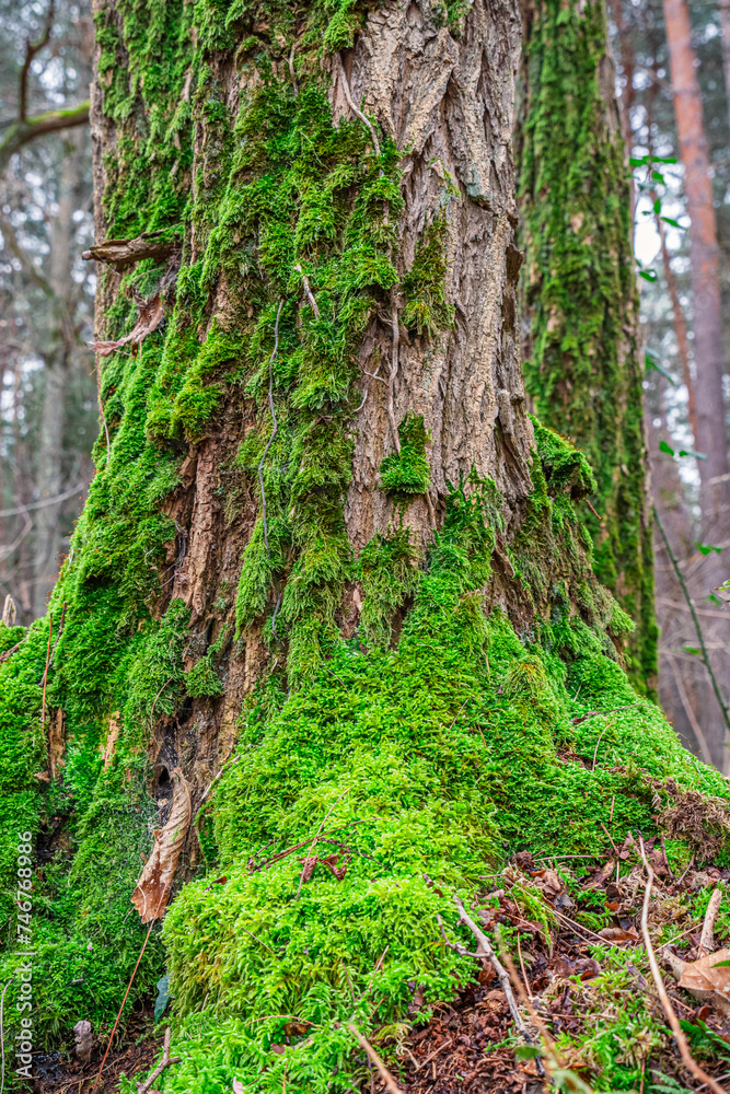 Naklejka premium Paysage de sous-bois dans une forêt en hiver avec des feuilles mortes et de la mousse vert sur les arbres.