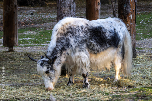 The domestic Yak, Bos mutus grunniens in a park photo