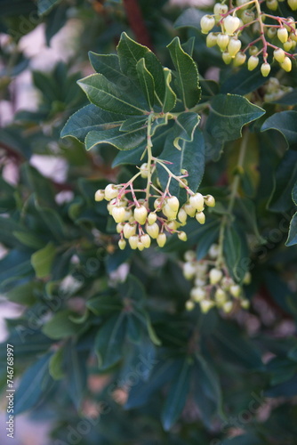 Arbutus unedo, common name "strawberry tree", evergreen shrub or small tree in the family Ericaceae, native to the Mediterranean region, with flowers and fruits