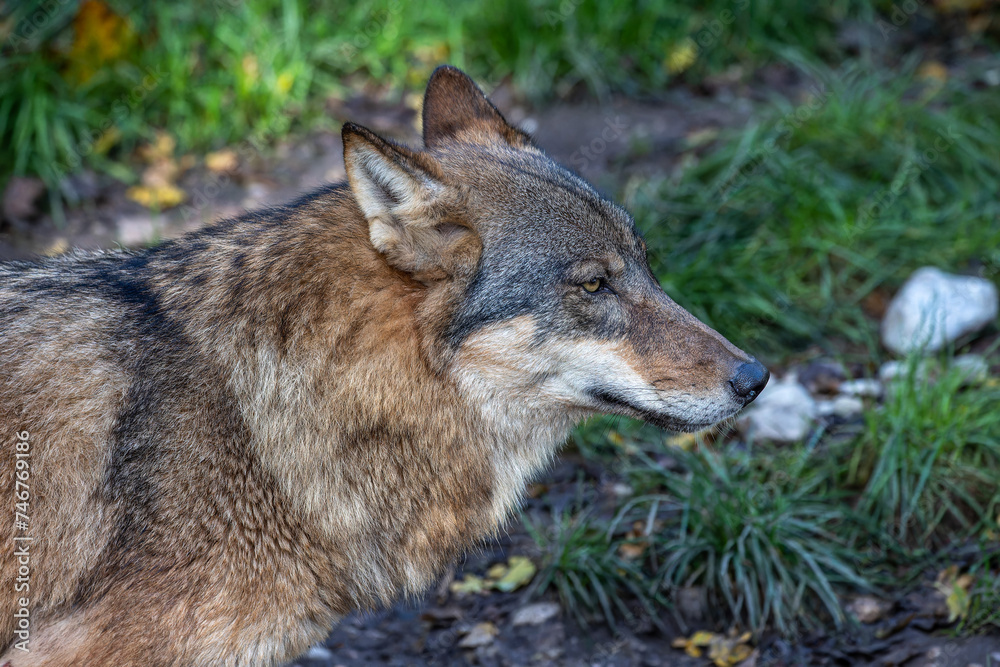 European Grey Wolf, Canis lupus in a german park