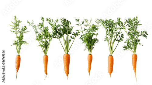 bunch of carrots isolated on white