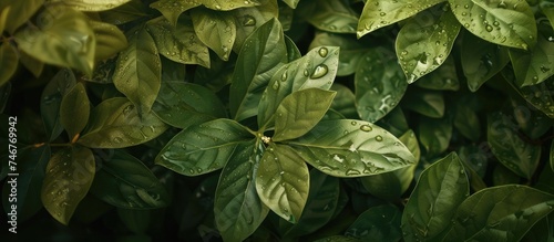 A bush of green leaves glistening with water droplets, reflecting the freshness after a wet rainfall. The droplets cling to the leaves, creating a refreshing and rejuvenating visual.