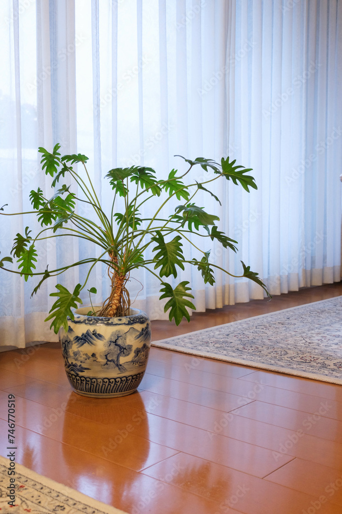 明るいリビング。窓際の観葉植物 明るいリビング。窓際の観葉植物
