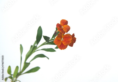 Foto Erysimum cheiri, Cheiranthus cheiri, Wallflower English Fire King, garden plan