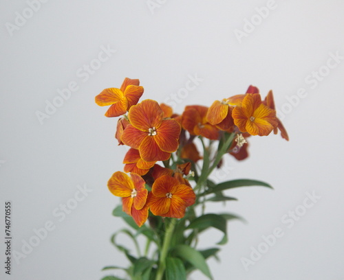 Erysimum cheiri, Cheiranthus cheiri, Wallflower 