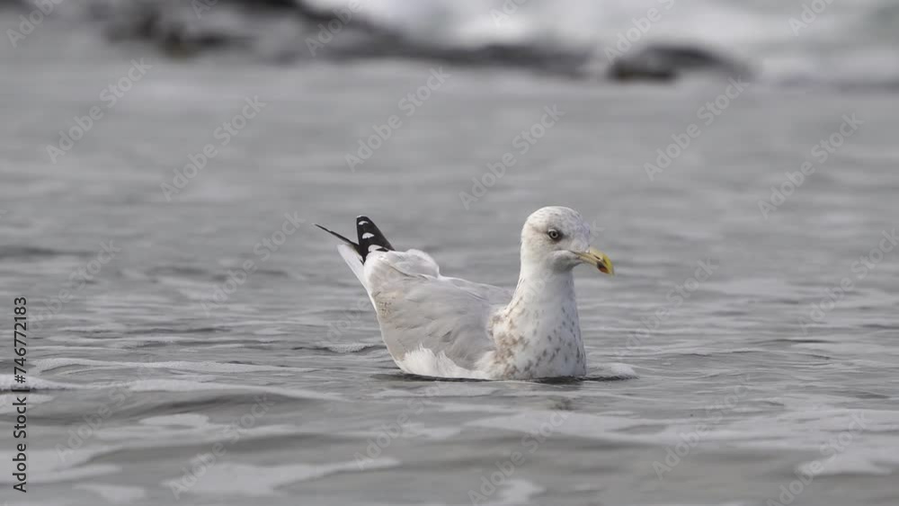 A European herring gull (Larus argentatus) in winter plumage wading and swimming through the water near the sea A European herring gull (Larus argentatus) in winter plumage wading and swimming through the water near the sea