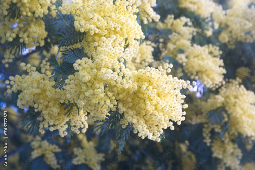 Acacia dealbata in bloom, Acacia derwentii with yellow flowers , mimosa tree Acacia dealbata in bloom, Acacia derwentii with yellow flowers , mimosa tree