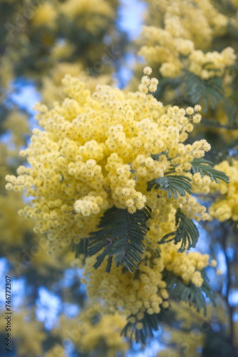 Acacia dealbata in bloom, Acacia derwentii  with yellow flowers , mimosa tree photo