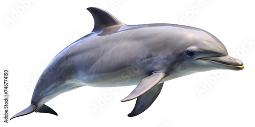cute dolphins freestanding and transparent background 
