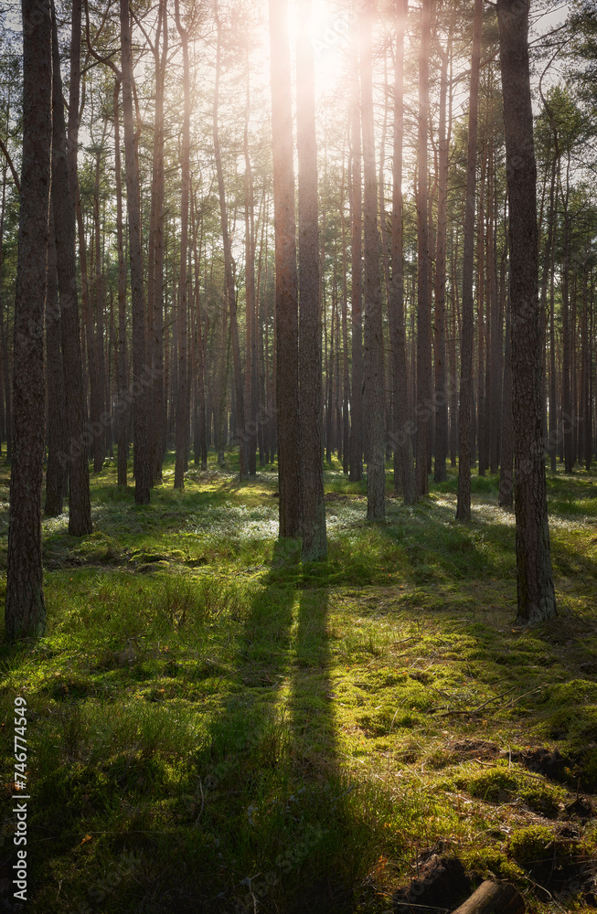 Photo of a forest with the sun setting through the trees, selective focus.