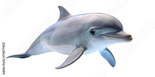 cute dolphins freestanding and transparent background 