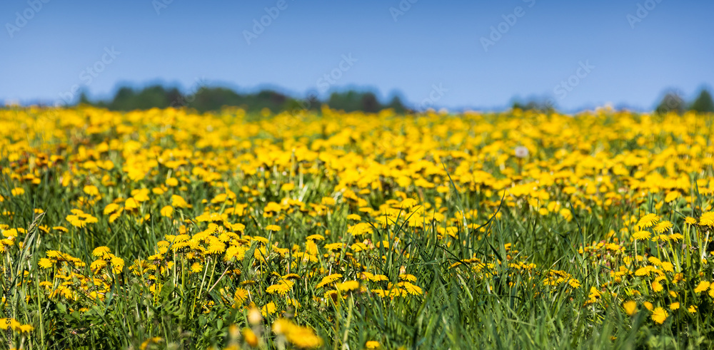 Panoramic landscape photo with dandelions flowers
