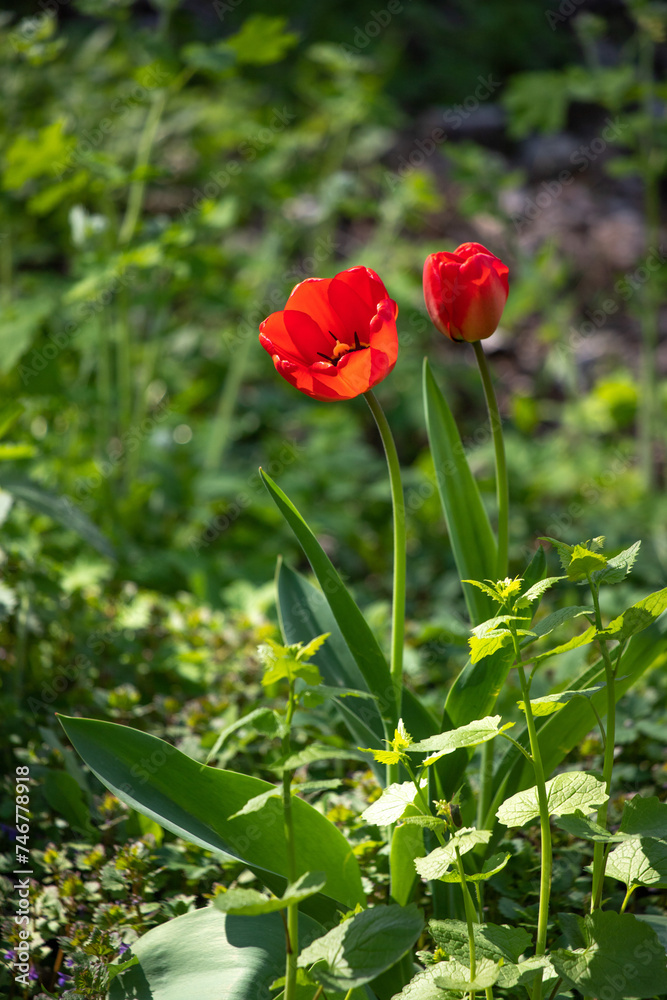 Flowers tulips in green grass, spring nature. Flowers tulips in green grass, spring nature.