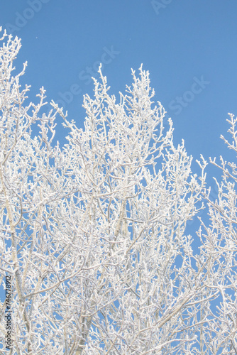 Tree branches covered with white frost against a blue sky.